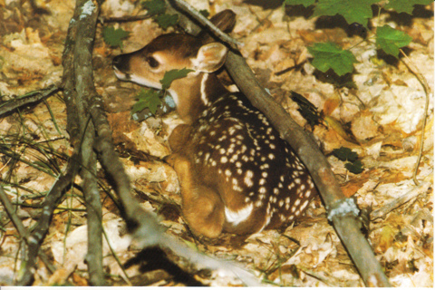 Vintage Postcard Fawn, Whitetail Deer