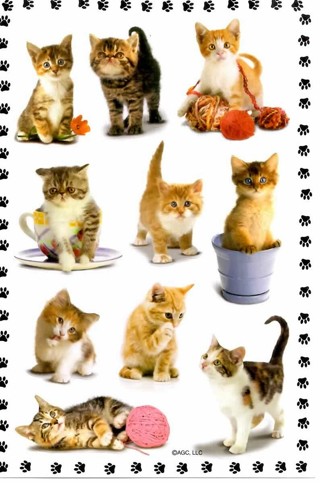 Playful Kitties