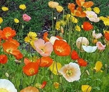 Mixed Poppies ---20 seeds