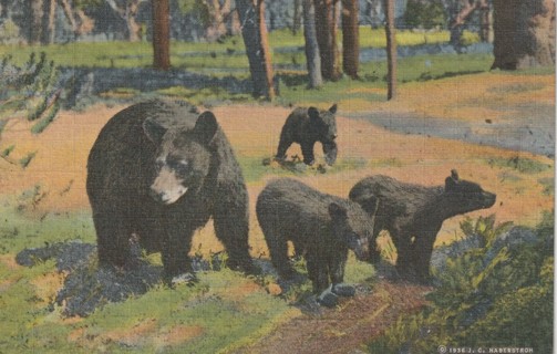 Vintage Used Postcard: GIN: 1947 Mother Bear & 3 Cubs