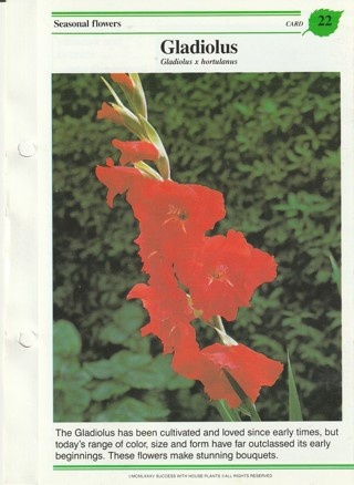 Success with Plants Leaflet: Gladiolus