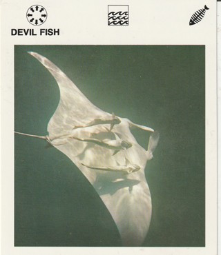 Vintage 1975 Leisure Books Animal Card: crdgin1: DEVIL FISH