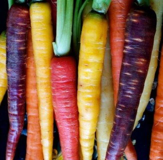 Heirloom Rainbow Gourmet Carrots-20 seeds!