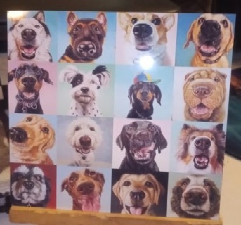Dog Faces of Different Breeds Magnet