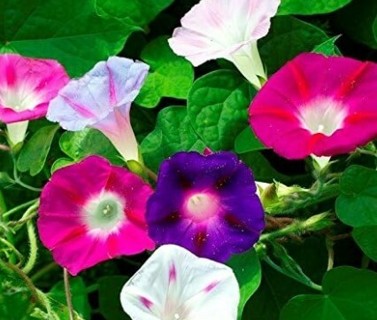 Mixed Morning Glories!