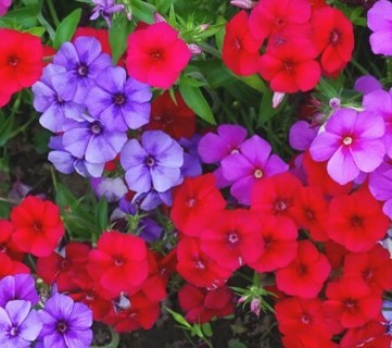 Mixed Phlox 20 seeds great for borders