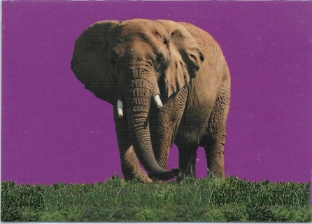 1993 Cardz World Famous San Diego Zoo #103 African Elephant