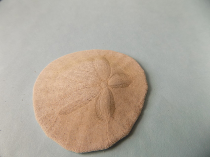 # 7 Sand Dollar  2 1/2 inch round