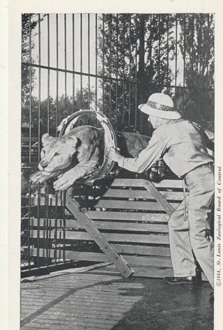 Vintage Unused Postcard: b&w: Animal Training, St Louis Zoo