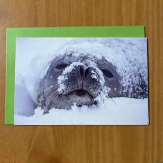 Baby Seal Note Card 