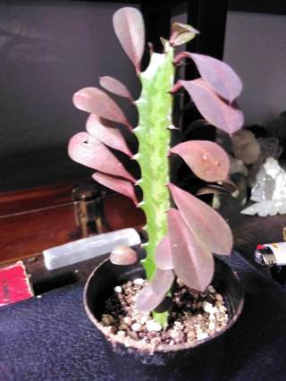 EUPHORBIA TRIGONA RUBRA "African Friendship Cactus"  6 Inch