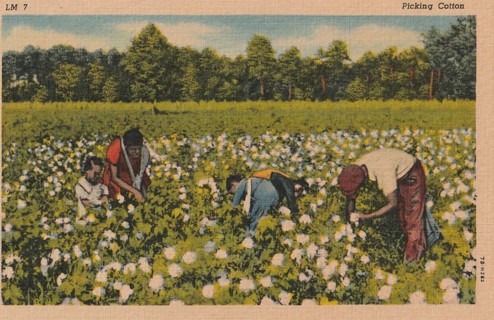 Vintage Unused Postcard: h: Pickin, harvesting cotton