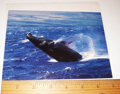 Beautiful Whale Art Card (with envelope)