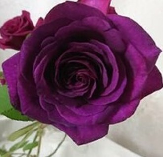 A New Purple Rose