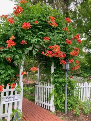 15 Trumpet Vine Seeds