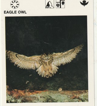 Vintage 1975 Leisure Books Animal Card: crdgin3: EAGLE OWL