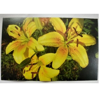 Beautiful Vintage Flowers Rockwood Gardens/Reader Service Postcards 5 Different Ones To Choose From