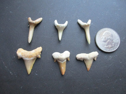 Lot of Fossilized Shark Teeth