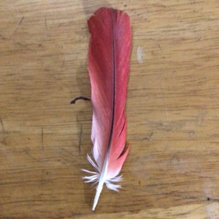 Genuine African Grey Parrot Feather
