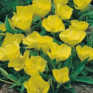 Evening Primrose