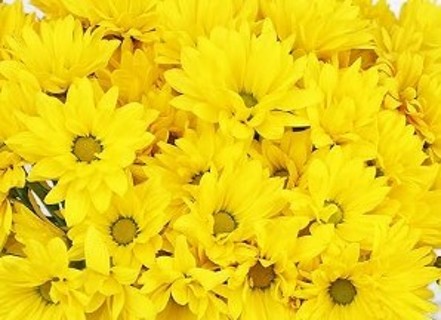 Yellow daisies