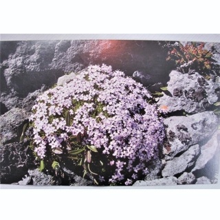 Beautiful Vintage Flowers Rockwood Gardens/Reader Service Postcards 6 Different Ones To Choose From