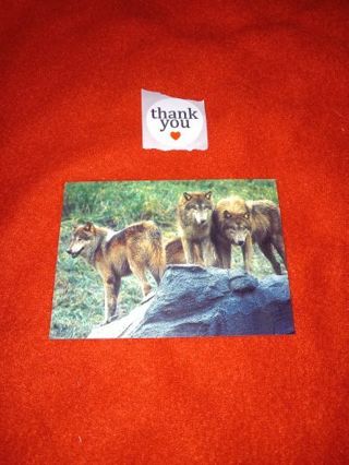 1993 San Diego Zoo CARD