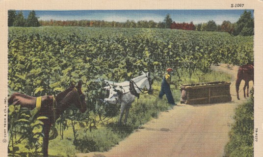 Vintage Used Postcard: Linen: 1956 Harvesting Crops