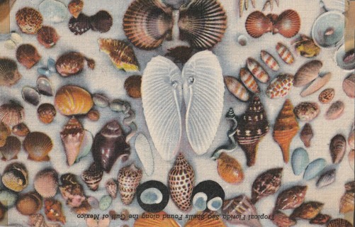 Vintage Unused Postcard: GIN: Florida Seashell found in the Gulf of Mexico
