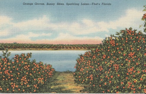 Vintage Unused Postcard: k: Florida Orange Grove