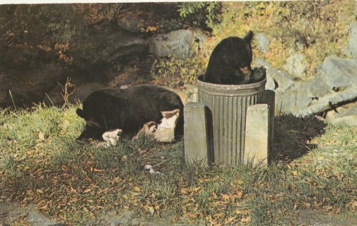 Vintage Unused Postcard: u: Black Bear Chow Time