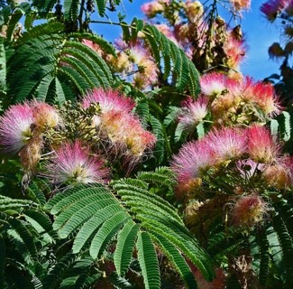 Persian Silk Tree