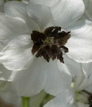 White with Dark Bee Delphinium