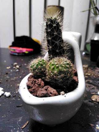 Miniature Ceramic URINAL Planter (w/unique  trio of cacti)