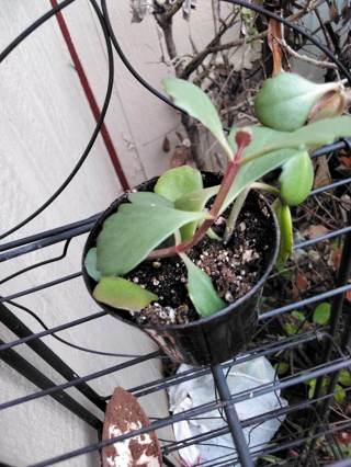 KOLANCHOE Longiflora  (2 Rooting Starter Succulents)