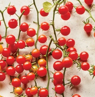 Spoon Currant Tomato seeds