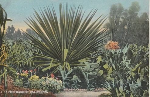 Vintage Unused Postcard: e: Cactus Garden in CA