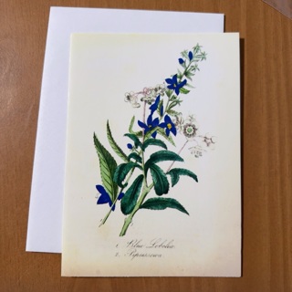 Blue Lobelia Note Card 