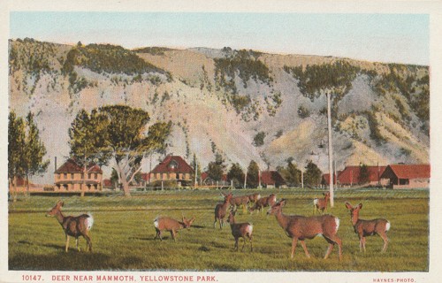 Vintage Unused Postcard: Yellowstone Park Deer near Mammoth