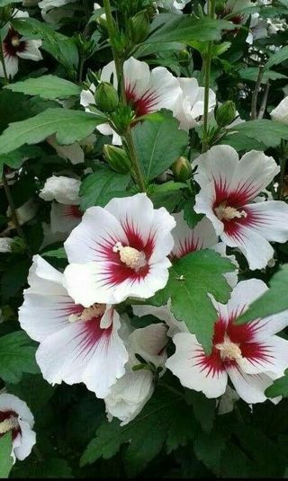 rose of sharon seeds