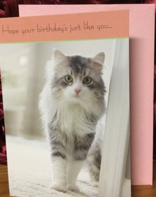 Gray and White Kitten Birthday Card