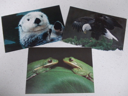 (3) National Audubon Society Post Cards