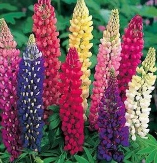 Pink, Purple, White and More Lupine