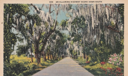 Vintage Unused Postcard: gin k: Highway Scene down South