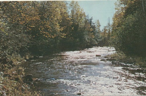 Vintage Unused Postcard: f: Michigan Trout Stream