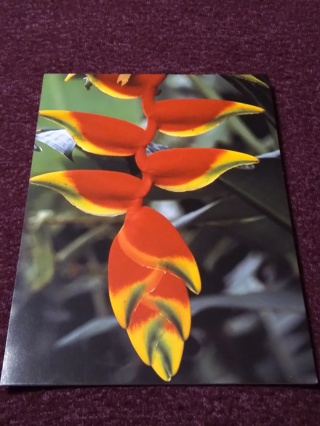 Greeting Card - Heliconia (Ecuador)