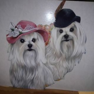 Maltese Dogs - Design Magnet