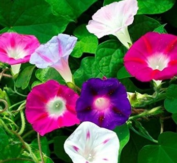 Mixed Morning Glories!