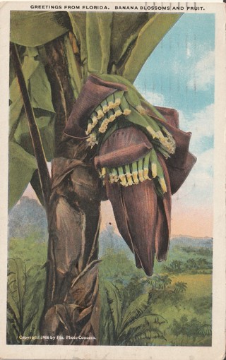 Vintage Used Postcard: (d): 1921 Bananas, Greetings from Florida