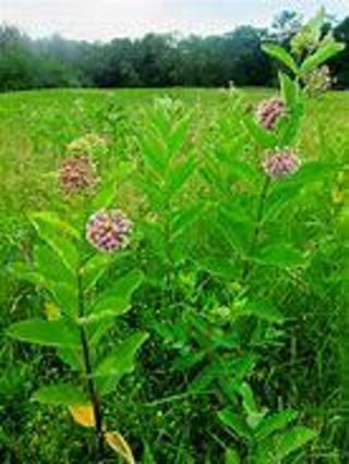 milkweed seeds